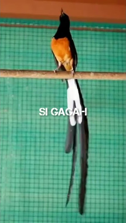 MURAI BATU EKOR PANJANG - SI GAGAH #shorts #muraibatu