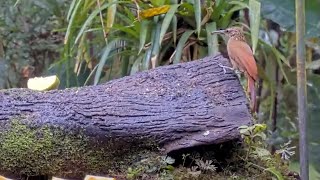Best Cocoa Woodcreeper Visit At The Panama Feeders October 12, 2025