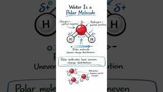 why lipid are hydrophobic #chemistry #chemistrytricks #chemistrynotes #science #shorts