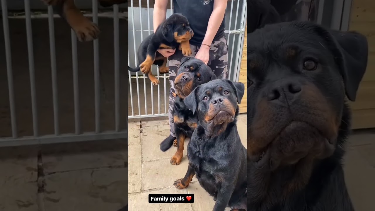 Pitbull dog family status 