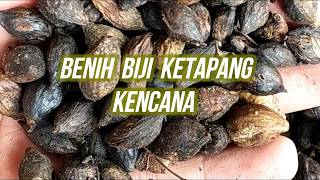 Benih Biji Pohon Ketapang Kencana