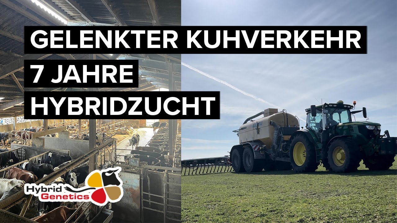 Mit 125 Milchkühen setzt Familie Freiberg auf Föhr seit 7 Jahren auf die Hybridzucht