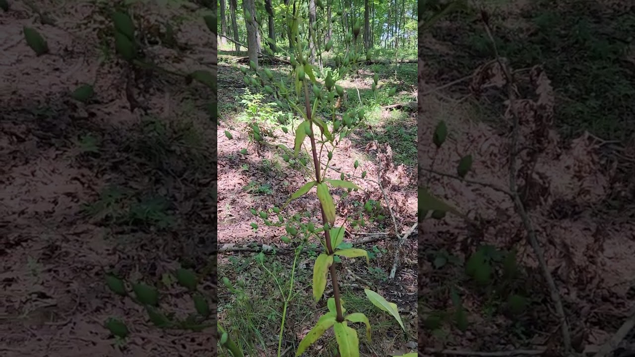 American Colombo, Frasera caroliniensis, older with seeds.