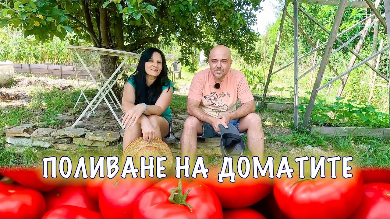 КАК ДА ПОЛИВАМЕ ДОМАТИТЕ ЗА ЗДРАВА РЕКОЛТА