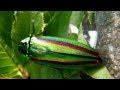 タマムシ　玉虫　たまむし　TAMAMUSI　ｂｕｐｒｅｓｔｉｄ　Jewel　beetle　insect　昆虫図鑑