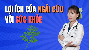Tác dụng của cây Ngải Cứu | Bác Sĩ Đại Vy