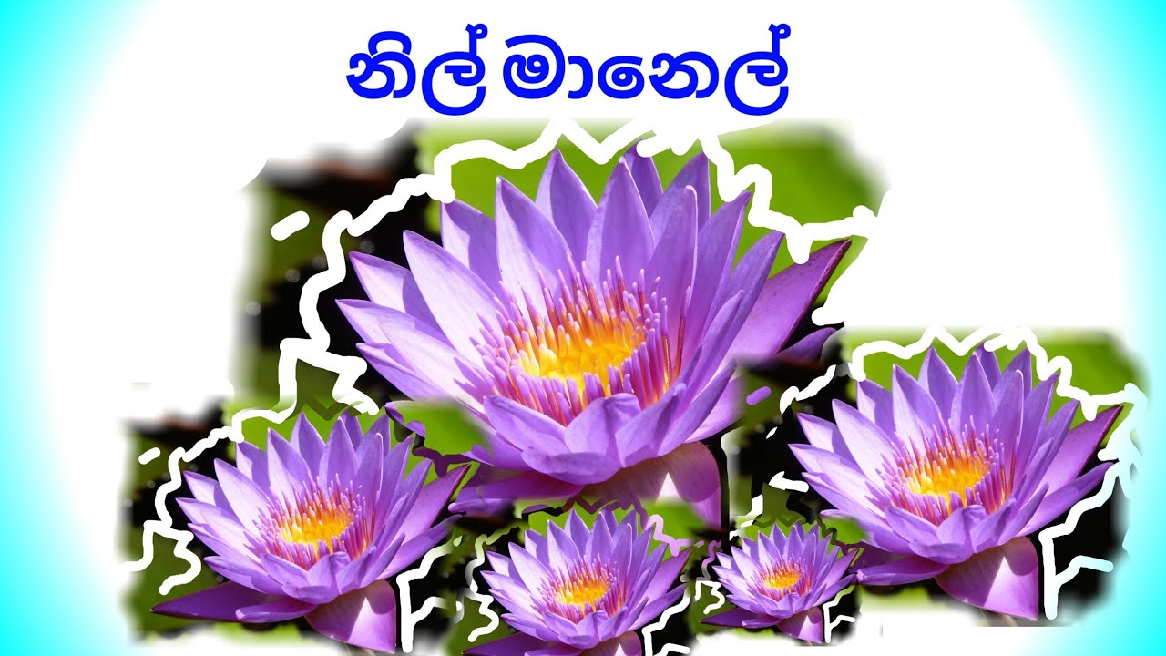 Blue water lily (නිල් මානෙල්) – be a tree