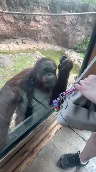 This orangutan takes snooping to a whole new level! 👀🦧 | 🎥Collab #shorts #orangutan
