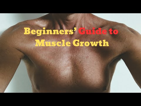 Beginner's Guide to Building Muscle: Everything You Need to Know'