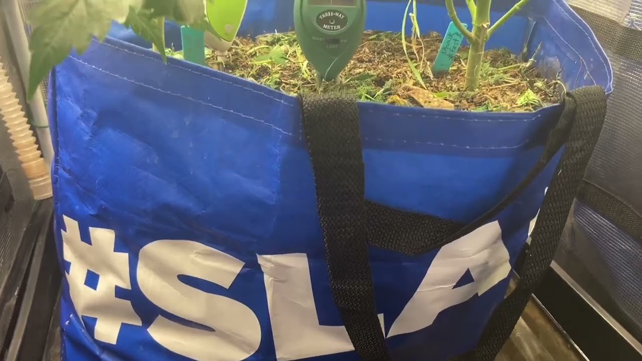 Day 35.  Black gorilla on the left and skunk on the right.