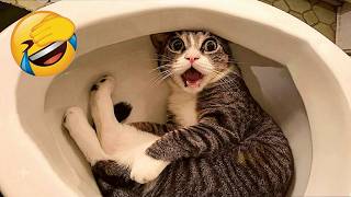 Try Not To Laugh 😹 Funniest Cats Having Epic Brain Glitches Compilation!