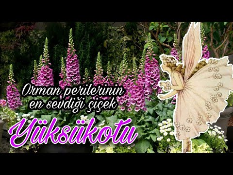 Video: Peri Yüksükotu Nedir - Peri Yüksükotu Bitkileri Nasıl Yetiştirilir