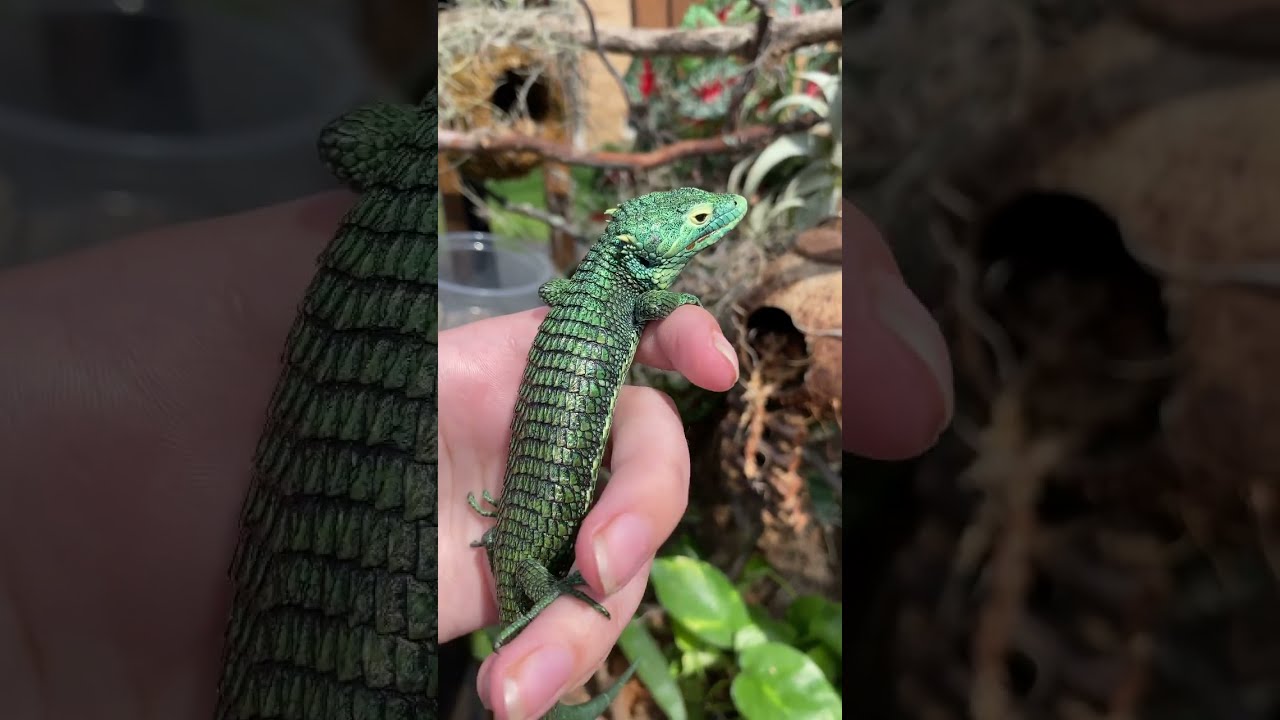 Abronia Aurita 🐉🔥