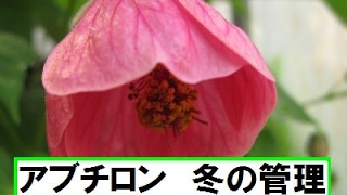 アブチロンの育て方を紹介 水やりの頻度から剪定方法 葉が落ちる対処法まで紹介 暮らし の アブチロンの育て方を紹介 水やりの頻度から剪定方法 葉が落ちる対処法まで紹介 暮らし の