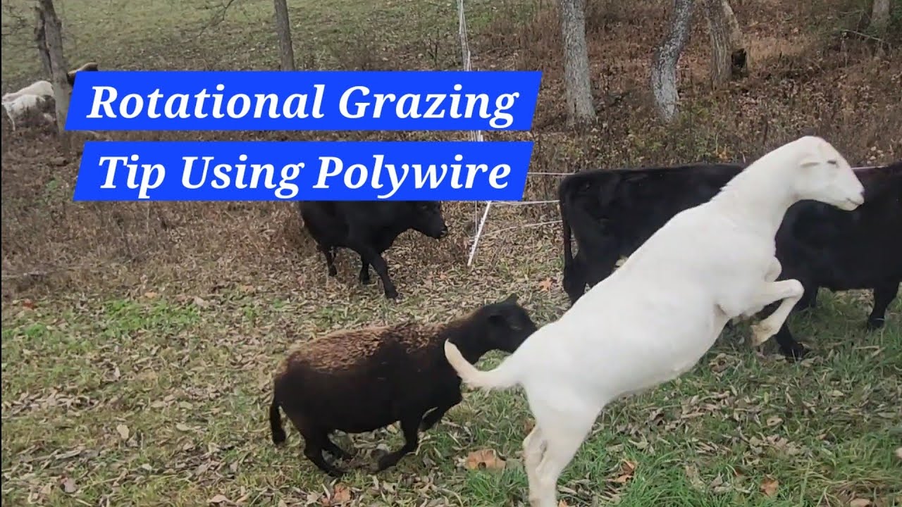 Rotational Grazing Tip Using Polywire - YouTube