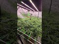 Now n' Cherry Strain in Living Soil from Couple of Plants