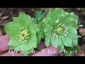 Winter Blooming Plants/Hellebores