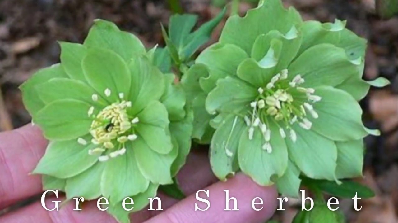 Winter Blooming Plants/Hellebores YouTube