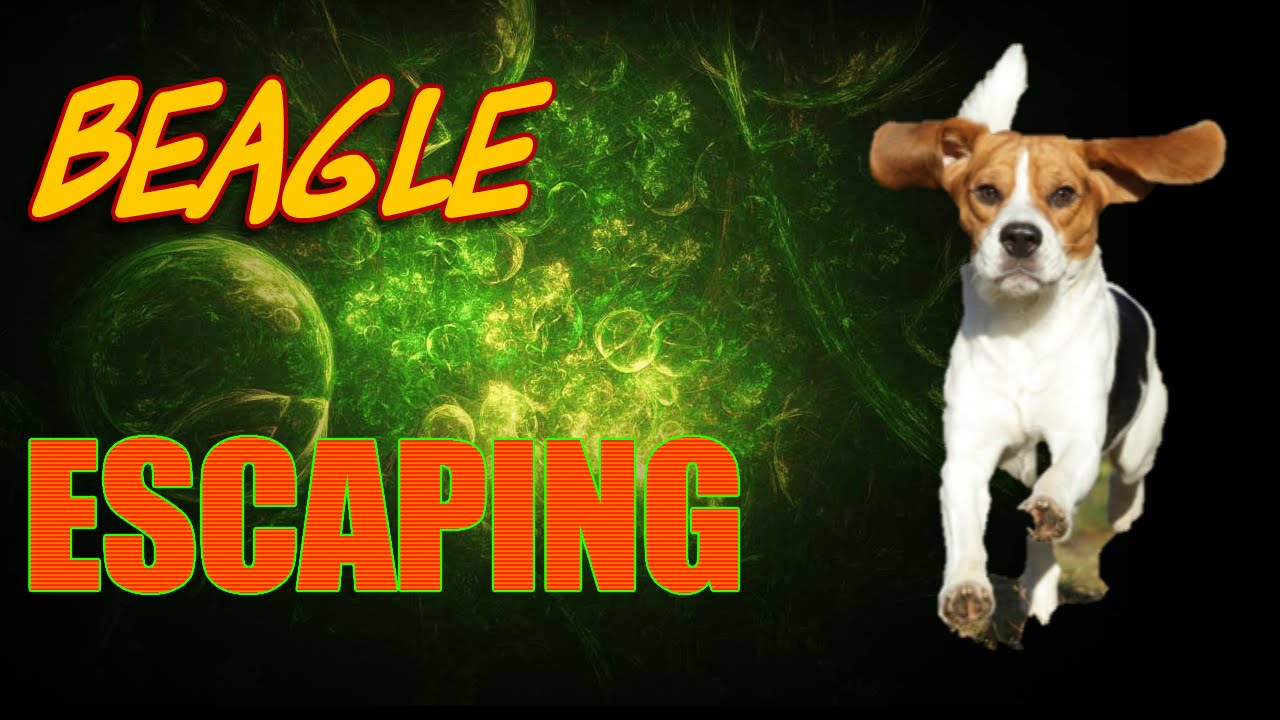 Beagle Escape 0123amyrose's channel YouTube