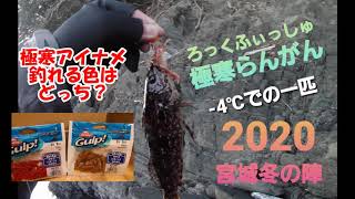 【宮城】ロックフィッシュ　Gulp！クラビー2インチ　極寒アイナメが好む色を検証してみた！