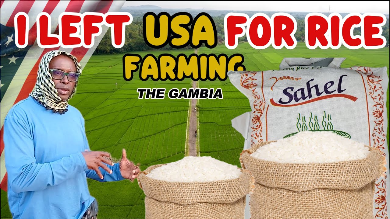 He Left USA Film Making and Start Biggest Rice Field in The Gambia