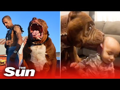 I own world’s biggest 12st pit bull worth £2MILLION - I know his kids are roaming the UK