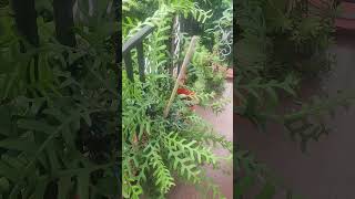 #Fish bone cactus#Rig-Rag zig-zag cactus in my garden#Gardening is my passion#short.