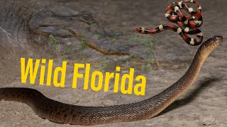 Looking for Snakes in South Florida