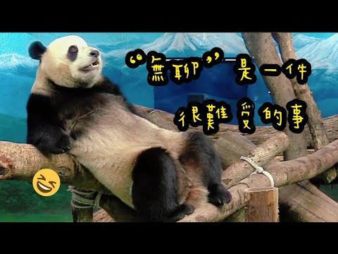 圓寶躺在樹幹上發懶，模樣好可愛|熊貓貓熊The Giant Panda Yuan Yuan and Yuan Bao|台北市立動物園