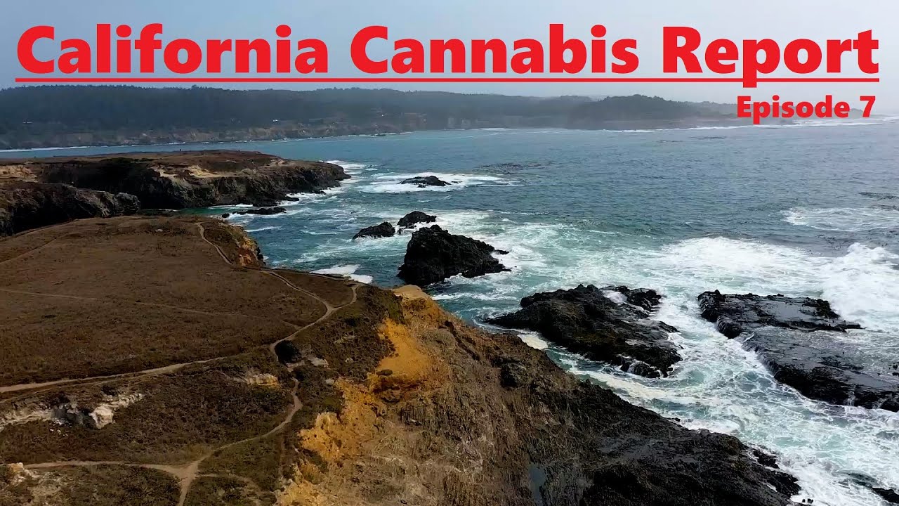 California Cannabis Report - Episode 7- Interview with Mendocino Cannabis Alliance