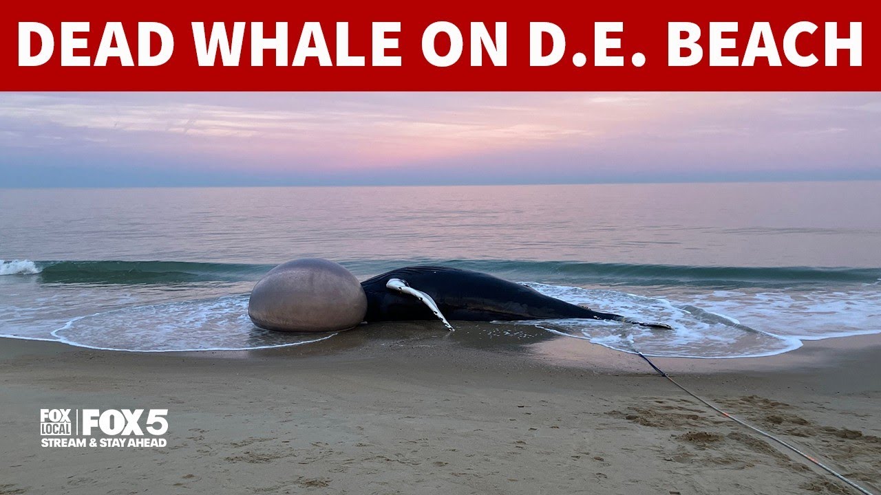 Whale found dead near Bethany Beach