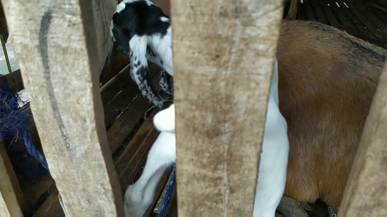 Kambing jawa randu super. Hasil Briding sendiri 