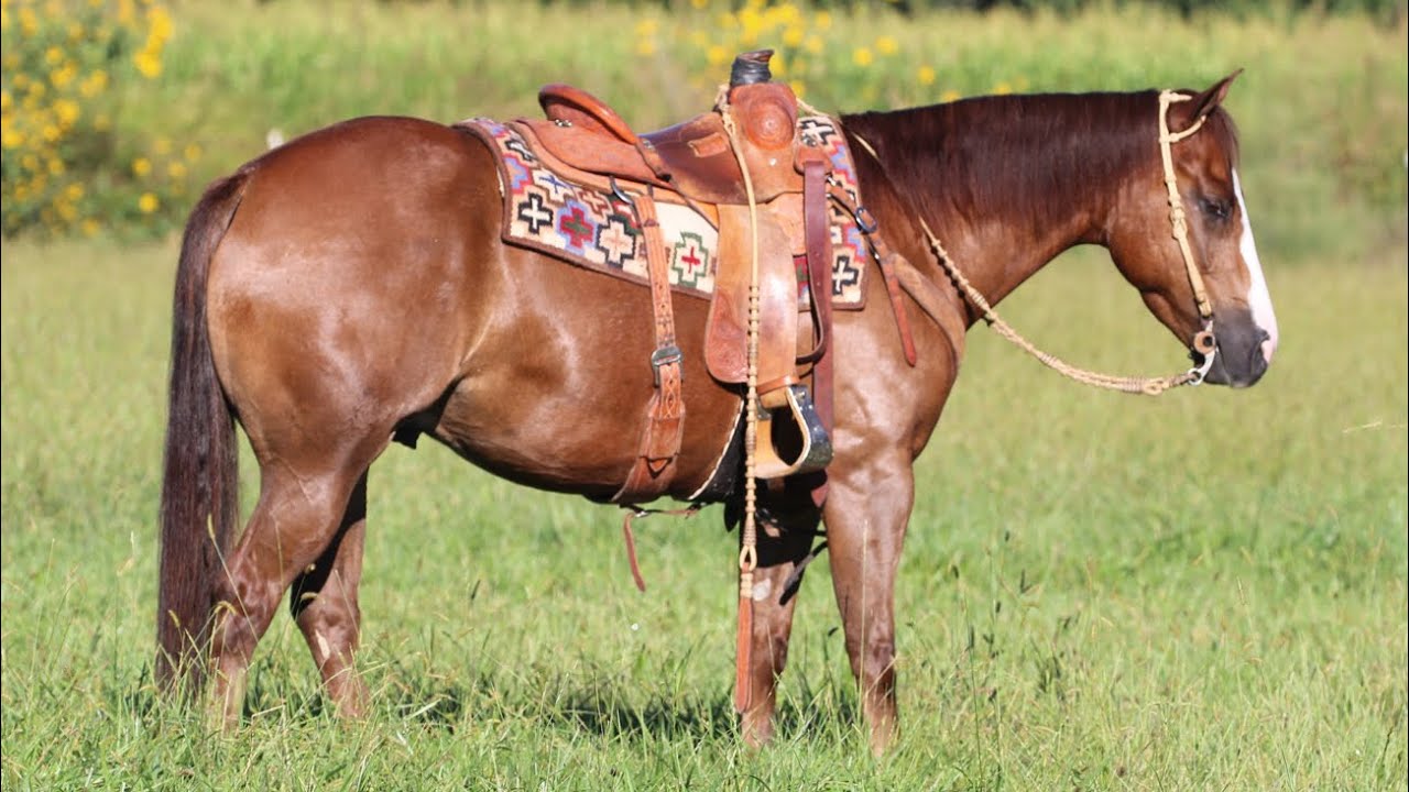 Gunnanic Hip 277 at Triangle Sale in OKC YouTube