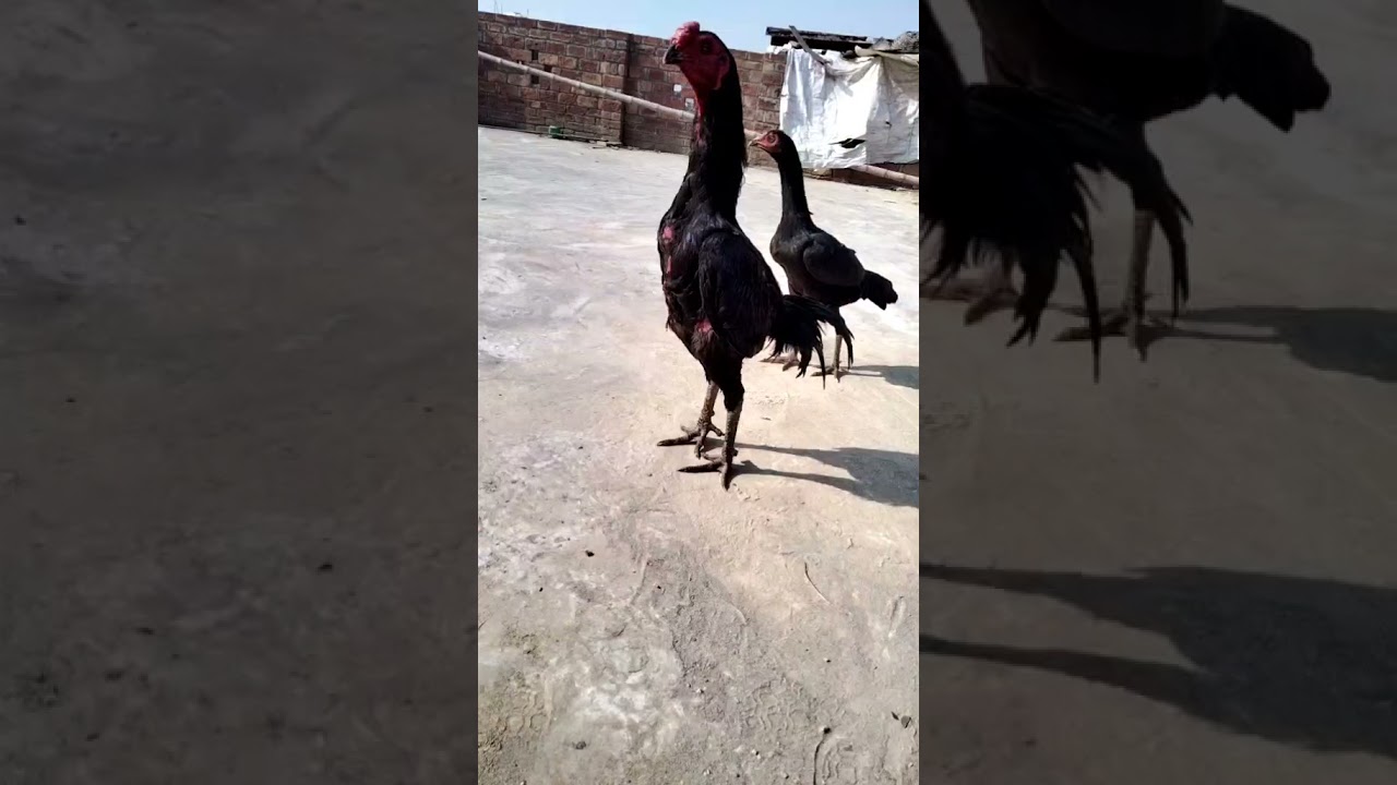 Black Cobra Pure Thai murgha