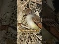 Ash-throated Flycatcher in Baja. Bird virtually at thebirdinggame.com!