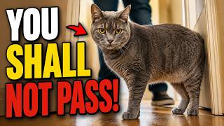 Why Your Cat Blocks Your Path — Cat Body Language