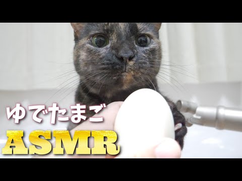 【ASMR】初めてのゆでたまごを唸りながら食べる猫の咀嚼音???Cat Eating Boiled Egg