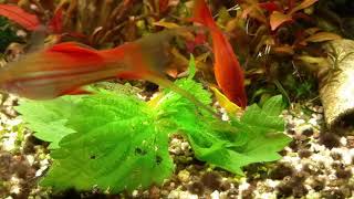 Shrimps love stinging nettle HD - Garnelen lieben Brennessel!