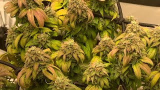 Living Soil Flower to Harvest Edit - Deadly Swabi