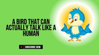 A Bird That Can Actually Talk Like A Human