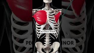 The Muscle Song #anatomia #anatomy #anatomyandphysiology #medschool #muscleandmotion #muscle #body