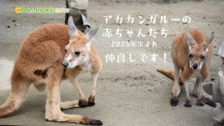 東山動植物園公式】カンガルーの赤ちゃんたち。仲良しです 《 アカ