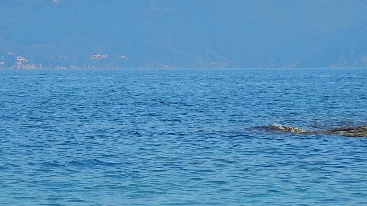 Monachus monachus sight on March 2020 @Pelion