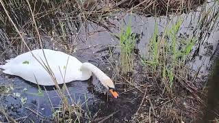 He is waiting, we are waiting. Wildlife. Cisnes. Cygnes. Cigni. Baby Swans. Лебеді. हंसों. Лебеди.