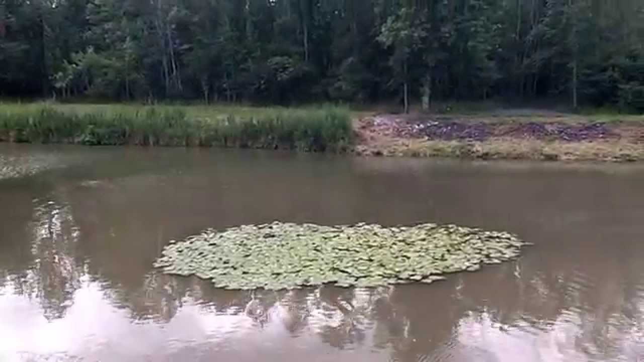 Amherst Bike Path at North Forest!!! YouTube