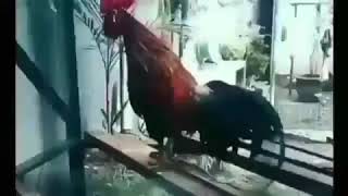 Ayam ashiaap kocak