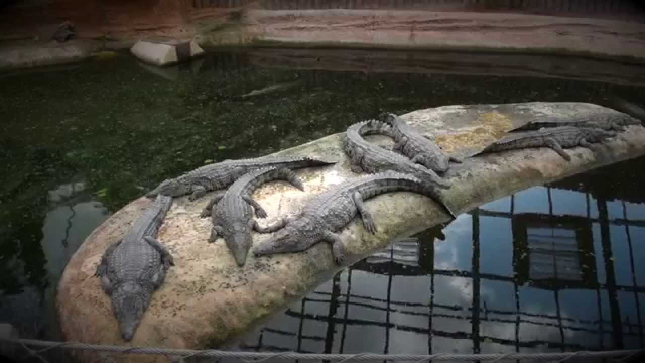 La Planète des Crocodiles (reportage)