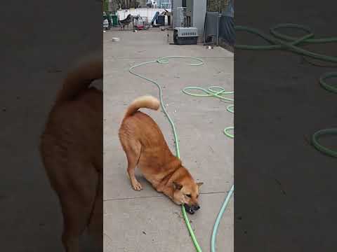 Little Dino‘s happy life