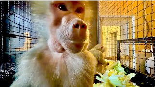 Анфиса решила сделать мне маску из перепелиного яйца для волос😃😃😃