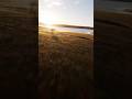 Tree Dive to Ground Skim FPV Morning 🎯